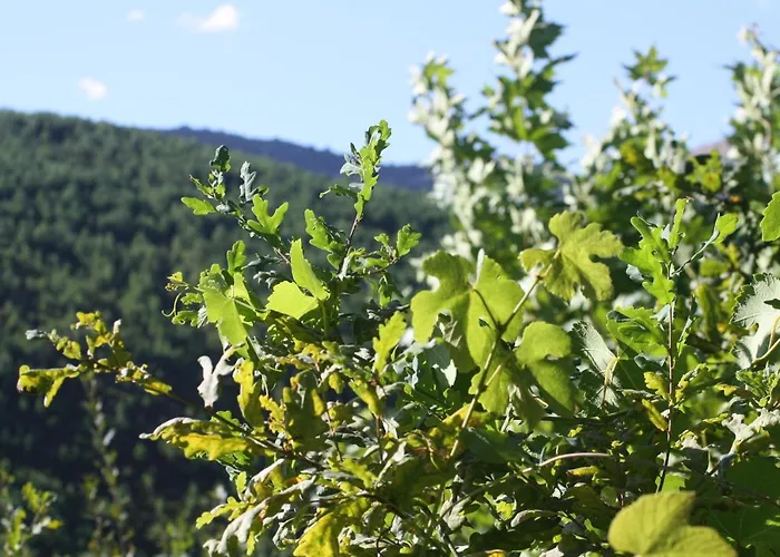 Retiro Da Arminda Canedo (Porto)